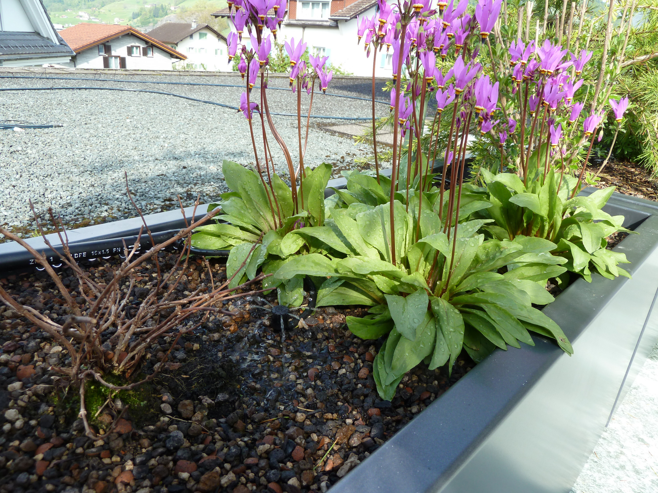 Trog Trogbewässerung Bewässerung Blumen Terrasse Dachterrasse